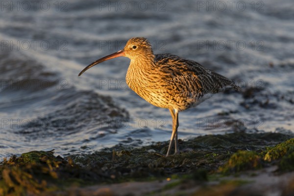 Eurasian curlew (Numenius arquata) adult bird on mudflats at low tide at sunset, North Sea, Holy