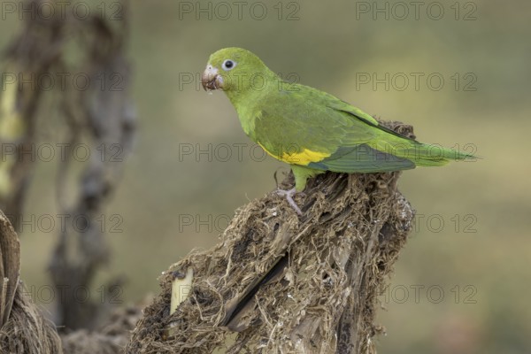 Yellow-winged Parakeet (Brotogeris chiriri) or Canary-winged Parakeet, on cut banana trees,