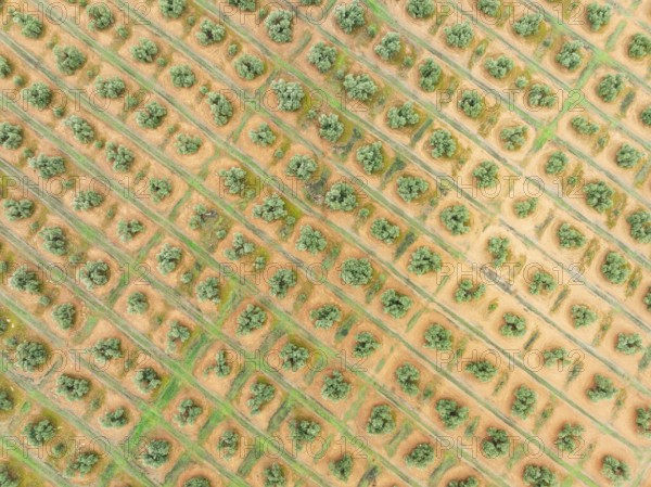 Cultivated olive trees (Olea europaea). Aerial view. Drone shot. Jaén province, Andalusia, Spain,