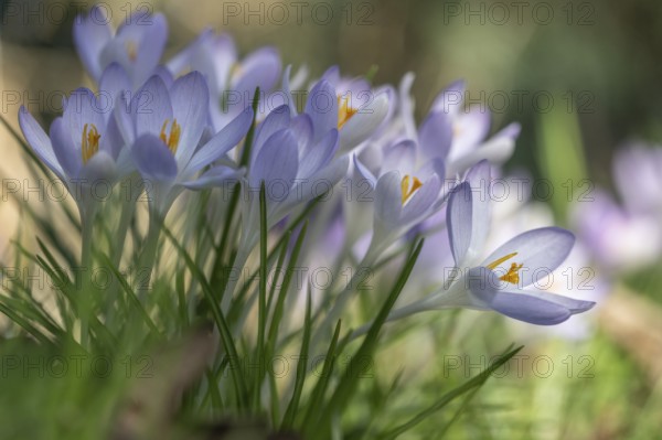 Elf crocus (Crocus tommasinianus), Emsland, Lower Saxony, Germany, Europe