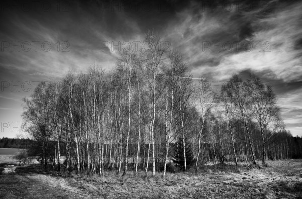 Birches, birch grove, black and white, Weiherwiesen nature reserve, Essingen, Swabian Alb,