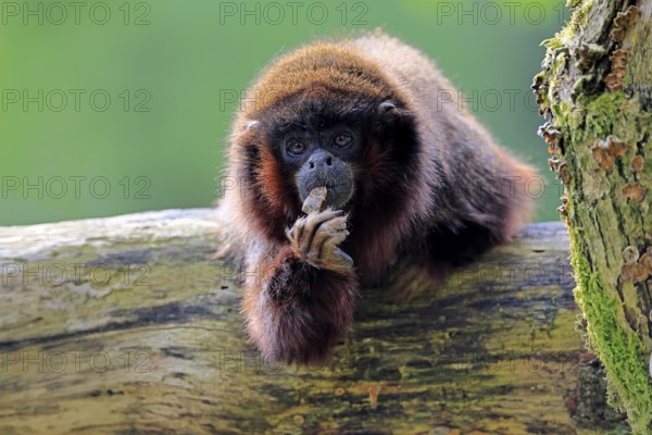 Coppery titi (Plecturocebus cupreus, Syn.: Callicebus cupreus), adult, portrait, tree trunk, South