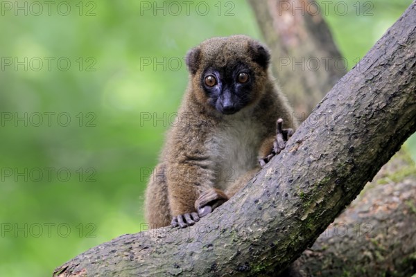 Red-bellied lemur (Eulemur rubriventer), adult, female, on tree trunk, alert, Madagascar, Africa