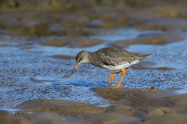 Redshank (Tringa totanus), adult bird in winter plumage walking across mudflats at low tide, North
