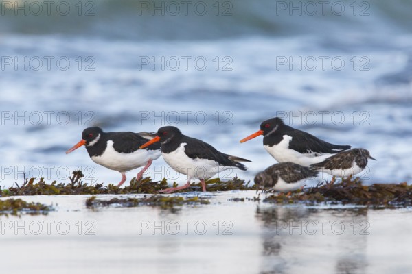 Eurasian oystercatchers (Haematopus ostralegus), three adult birds in winter plumage, walking along