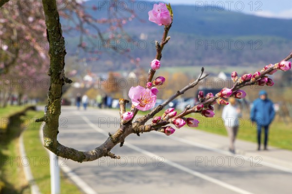 Close-up of a blossoming almond tree on the Almond Mile in Edenkoben (Palatinate)