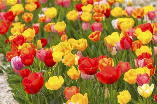 Colourful blooming tulips (tulpia) in a field for self-cutting flowers in Katzenberg, Nossen,