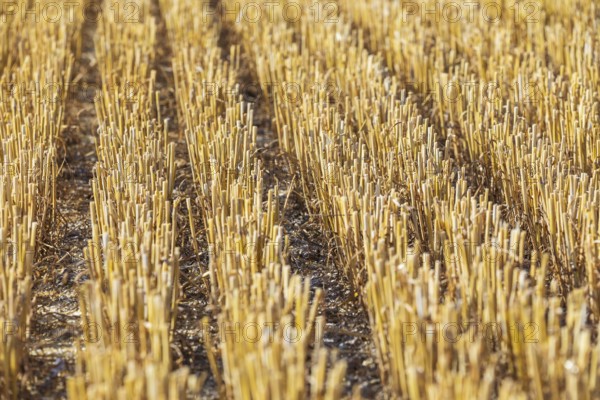 Stubble field, harvested grain field, Saxony, Germany, Europe