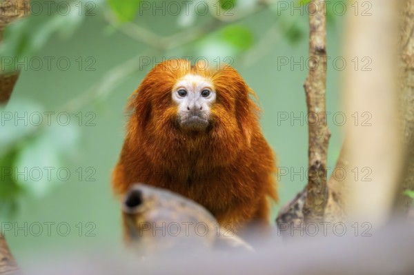 Golden lion tamarin (Leontopithecus rosalia), climbing on a tree, captive, Germany, Europe