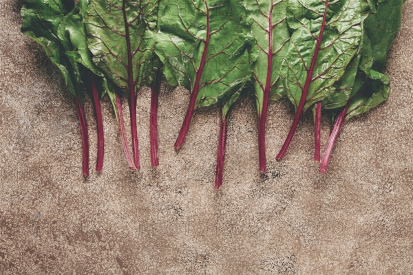 Fresh, green leaves, stem with beet leaves, on the table, top view, rustic, no people