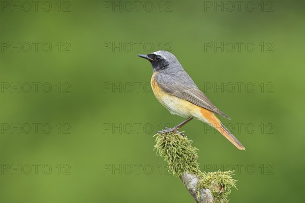 Redstart (Phoenicurus phoenicurus), Bird of the Year 2025, male on mossy branch, songbird,