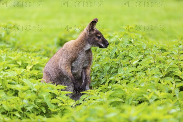 Red-necked wallaby or Bennett's wallaby (Macropus rufogriseus) sits amidst of a field of stinging