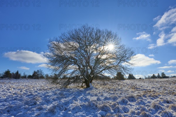 A single standing tree on a snow-covered landscape under a clear sky, winter, Oberelsbach, Lange