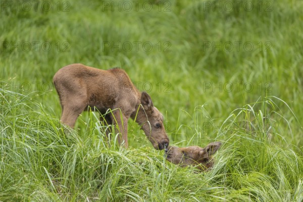 Fraternal love. Two baby moose or elk, Alces alces, (19 days old, born May 8, 2020 on a meadow with