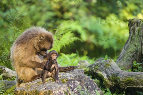 One female Gelada (Theropithecus gelada), or bleeding-heart monkey sits on a rock grooming her baby