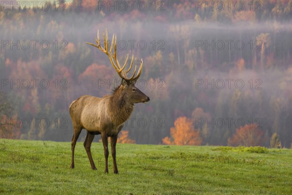 An Altai maral stag, Altai wapiti or Altai elk (Cervus canadensis sibiricus) stands on a meadow in