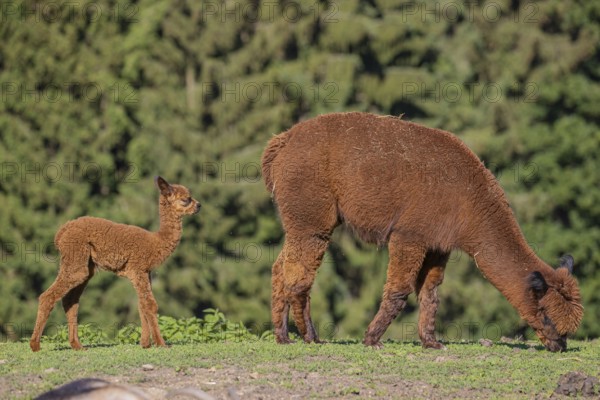 Brown female Alpaca (Vicugna pacos) with her newborn standing in green grass, with a green forest