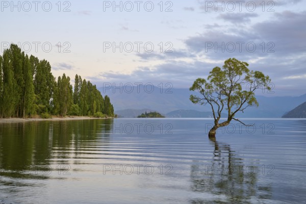 A tree in the calm waters of a lake, surrounded by mountains, summer, Lake Wanaka, Wanaka, Otago,
