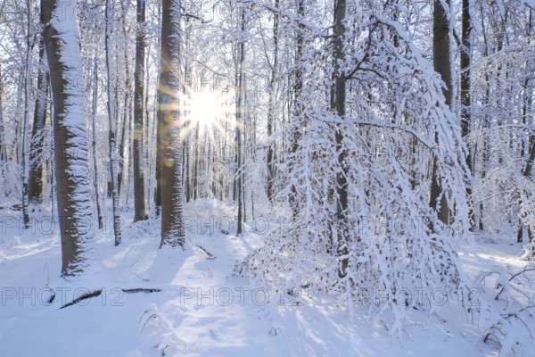 Beech woodland (Fagus sylvatica), trees and undergrowth covered in hoarfrost and snow in winter,