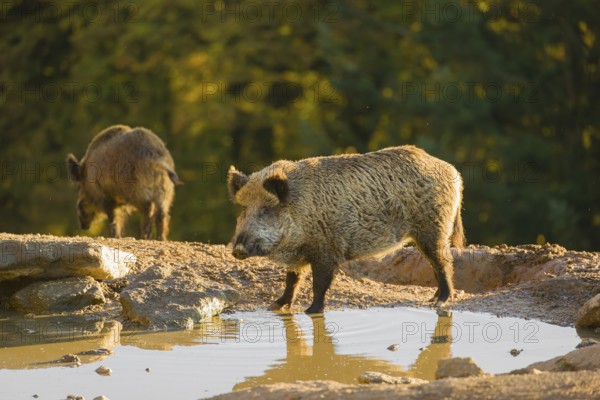 A wild boar or wild pig (Sus scrofa), drinks water from a small pool, In the background you can see