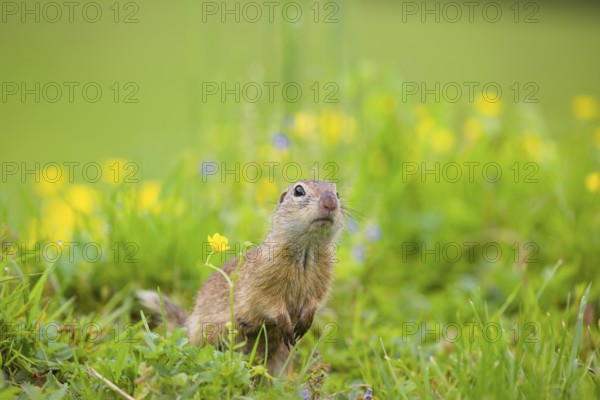An adult European ground squirrel (Spermophilus citellus) or European souslik sits in green gras