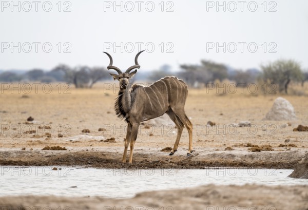 Greater kudu (Tragelaphus strepsiceros), adult male at the waterhole, Nxai Pan National Park,
