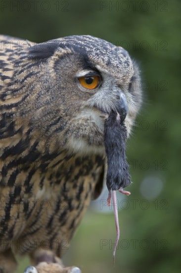 Portrait of an Eurasian Eagle Owl, Bubo bubo. Swallowing a dark grey mouse. Green vegetation in the