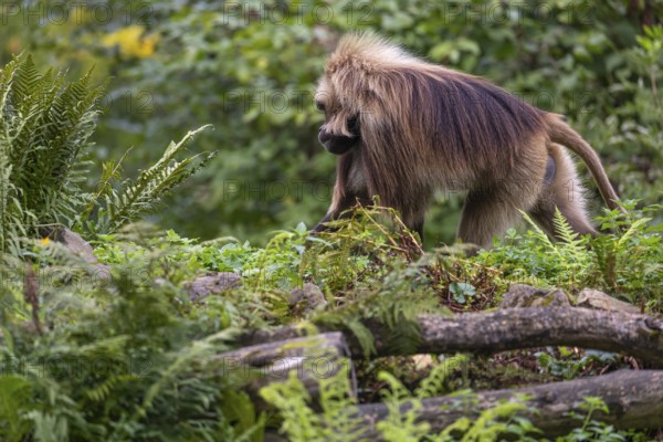One adult male Gelada (Theropithecus gelada), or bleeding-heart monkey walking through riverine