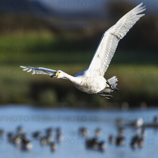 Tundra Swan, Bewick's Swan, Cygnus columbianus in flight at winter in Slimbridge, England, United