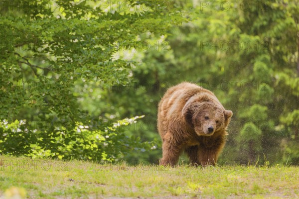 An adult female Eurasian brown bear (Ursus arctos arctos) stands on a green meadow and shakes the