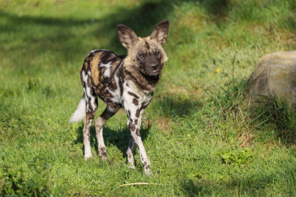 An African Wild Dog, Lycaon pictus, runs across a green meadow in bright sunlight
