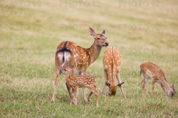 A Dybowski calf (Cervus nippon hortulorum) stands close to its mother in a green meadow and