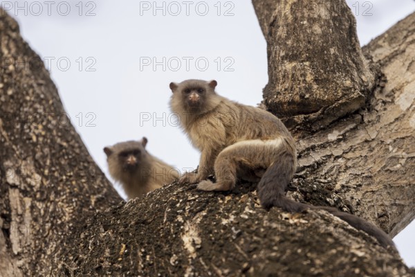 Black-tailed marmoset (Mico melanurus), on branch, Pantanal, Brazil, South America