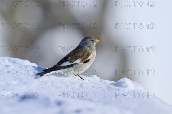 Snowfinch (Montifringilla nivalis), standing on a snow-covered hill with blurred background, Gemmi