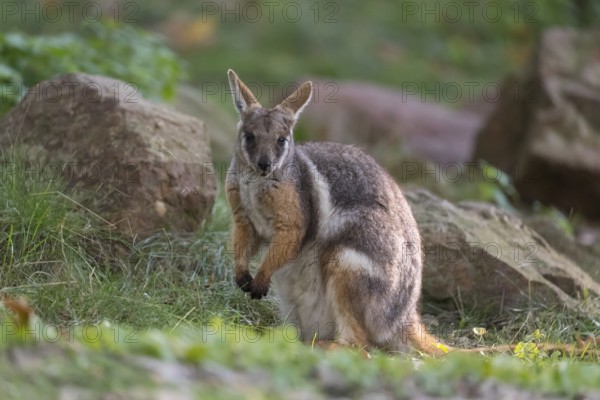 One yellow-footed rock-wallaby (Petrogale xanthopus), or ring-tailed wallaby sitting on grass