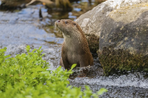 One Eurasian otter (Lutra lutra) walking upstream in the water of a shallow creak between a log and