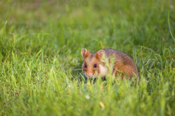 A European hamster (Cricetus cricetus), Eurasian hamster, black-bellied hamster or common hamster,