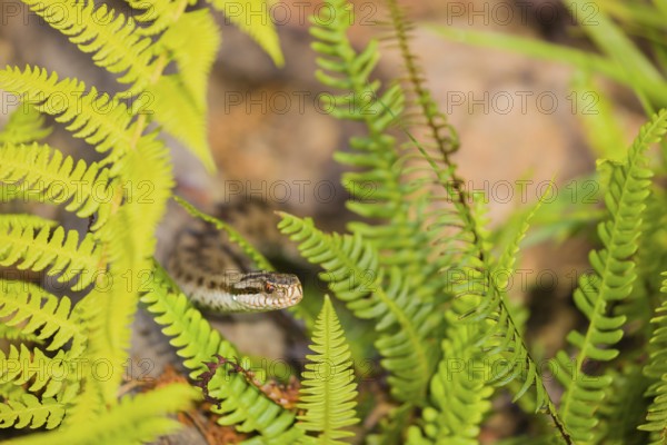 One Vipera berus, the common European adder or common European viper, creeps over rocks and hides