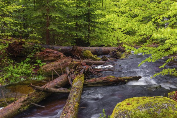 Kleine Ohe creek below Waldhaeuser village in the Bavarian Forest Nationalpark. Flowing water,