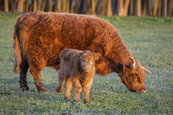 A highland cow (Bos primigenius taurus) suckles her calf