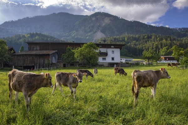 Calves grazing in front of a farm, Schwaz, Tyrol, Austria, Europe