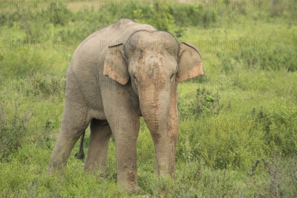 Indian elephants (Elephas maximus indicus), Khiri Khan, Hua Hin, Kui Buri National Park, Thailand,