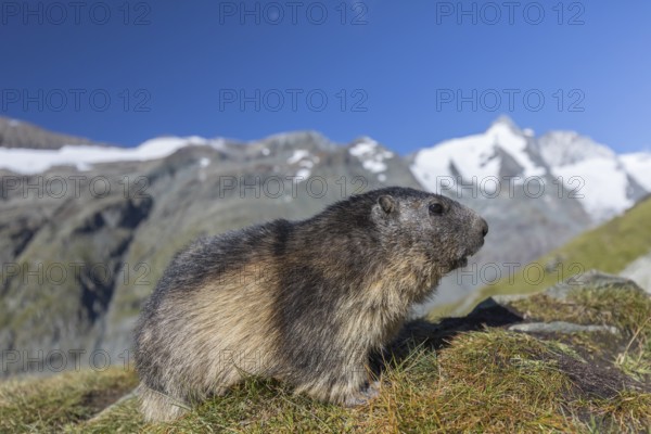 One Alpine Marmot, Marmota marmota, portrait in early morning light. Green grass in front and