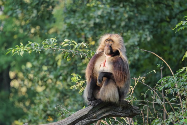 An adult male Gelada (Theropithecus gelada), or bleeding-heart monkey sits in beautiful light on a