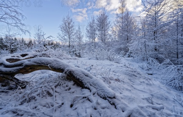 Snow covers trees and the forest floor in the winter landscape near Szklarska Poreba, Mirsk