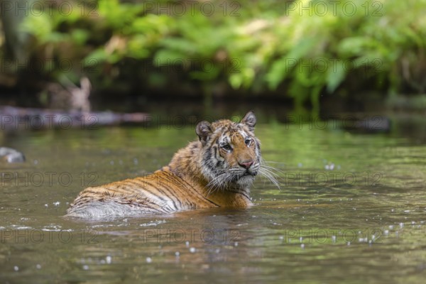 One young female Siberian Tiger, Panthera tigris altaica, lying resting in the cool fresh water of