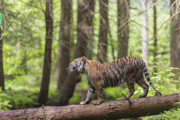 One young female Siberian Tiger, Panthera tigris altaica, crossing a creek deep in a forest over a