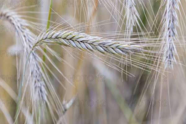 Winter rye (Secale cereale), ear, Burggarten Cadolzburg, Bavaria, Germany, Europe