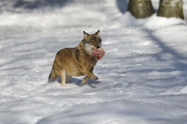 A wolf carries a piece of meat in its mouth through the snowy ground, Eurasian wolf (Canis lupus