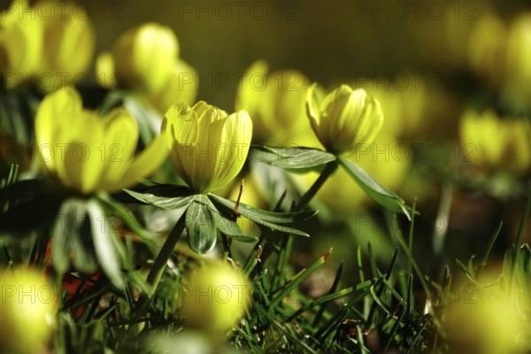Winter aconites in a meadow, winter, Germany, Europe
